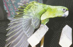 Ring necks Moustached Black Headed Caiques Australian and Green Winged Kings Hahn s and Noble Macaws Lesser Patagonian Conures S through the hand rearing process and to the parrot s eventual owner.