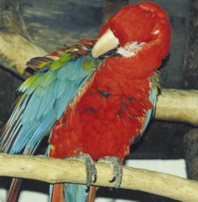 Eclectus, if associated with other of their own species at an early stage in their lives accept the other parrot and will eventually go on to breed.