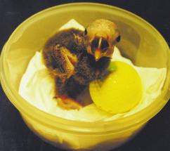 This procedure is not cruel, as in the wild often nests of eggs are eaten or destroyed by inclement weather conditions.