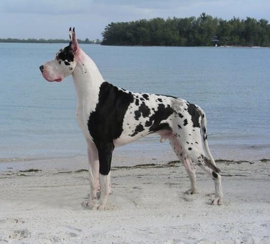 HARLEQUIN Base color shall be pure white with black torn patches irregularly and well distributed over the entire body. A pure white neck is preferred. Merle patches are normal.