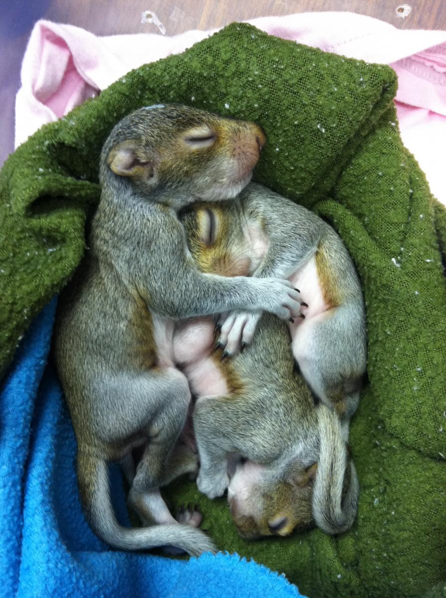 Baby Squirrels I ve found a baby squirrel! What should I do? Gray squirrels nest twice a year, in late winter and summer. They commonly have litters of three or four pups.