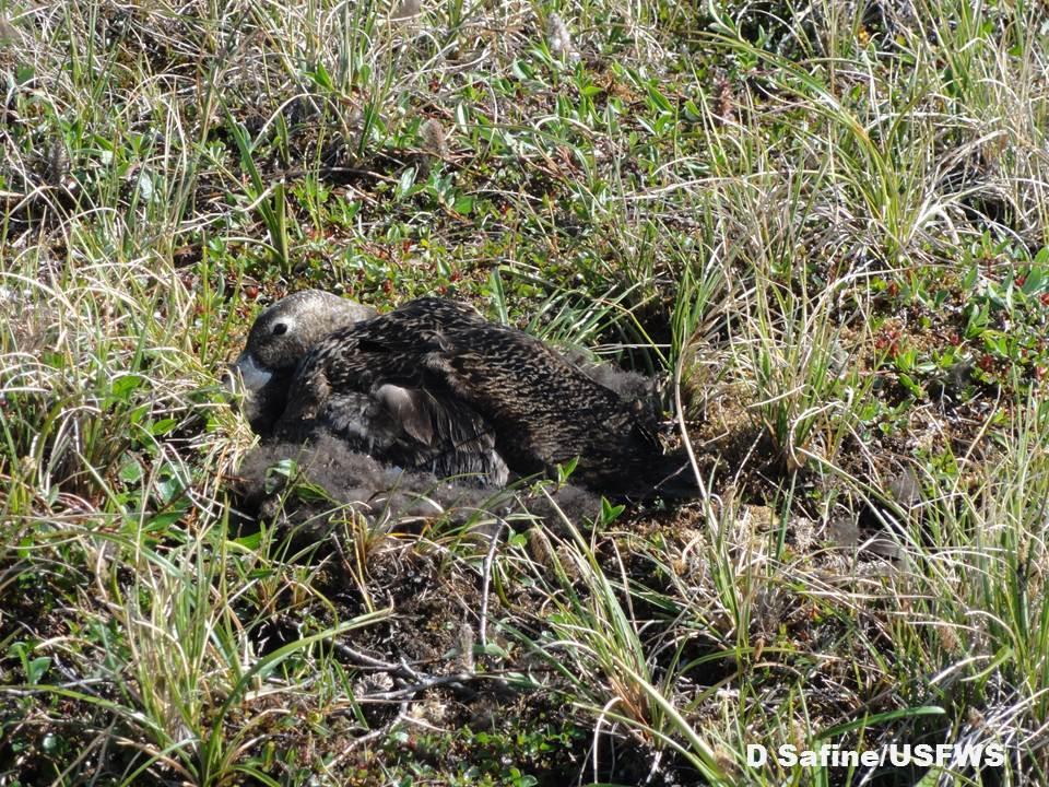 TECHNICAL REPORT BREEDING ECOLOGY OF STELLER S AND SPECTACLED EIDERS NESTING NEAR BARROW, ALASKA, 2012 Prepared by: David E.