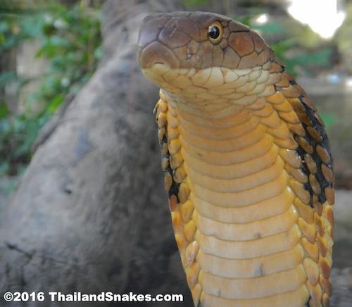 This page is focused on King Cobra (Ophiophagus hannah) snakes because their demise is imminent here in Thailand, and already in most countries they are not found in near the numbers they once were.