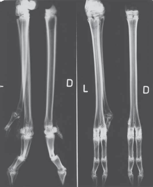 more digit, formed of two phalanges (2 nd and 3 rd ). This digit had no joint connection with the distal end of the 2 nd metatarsal bone.
