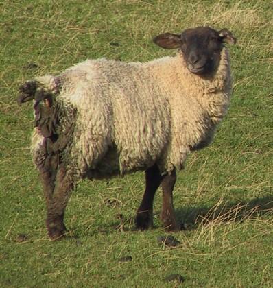 Gastrointestinal Nematode Infestations in Sheep Phil Scott DVM&S, DipECBHM, CertCHP, DSHP, FRCVS Gastrointestinal nematode infestations are perhaps the most important group of