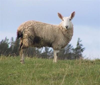 The important nematode infestations are: - Nematodirosis in young lambs during the late spring /early summer - Parasitic gastro-enteritis of growing lambs from mid-summer onwards