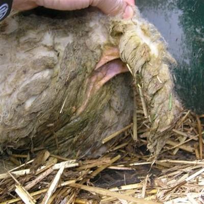 Only lambs are affected, ewes do not show disease. There is acute onset of profuse watery diarrhoea in young lambs with faecal staining of the wool of the tail and perineum.