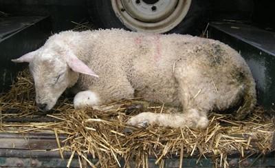 If left untreated during the early stages of disease, deaths occur from dehydration and there is considerable weight loss in the remaining lambs.