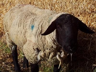 Trichostrongylosis is normally seen during early winter affecting 8 to 10 month-old lambs Haemonchosis in a Suffolk shearling - ingestion of large numbers of larvae over a short period of time causes