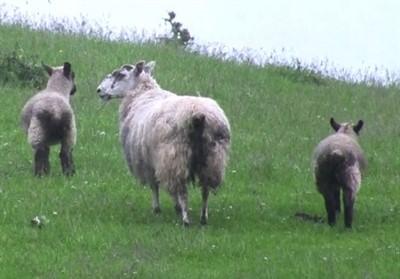 be drenched/injected at turnout to pasture with their lambs rather than at housing.