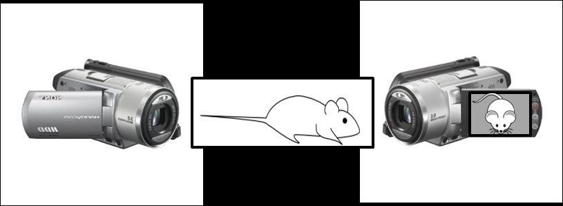 RAT GRIMACE SCALE (RGS): THE MANUAL I. VIDEO & FRAME CAPTURE PROCEDURES: Place rats individually in cubicles (21 x 10.