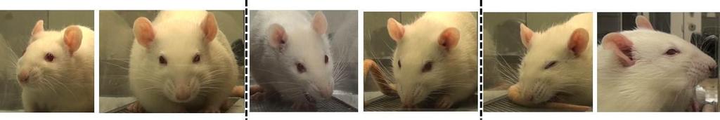 2. Nose/Cheek Flattening Rats in pain display a lack of bulge on top of the nose (i.e., a flattening of the nose). In the no pain condition a clear bulge is present at the bridge of the nose.