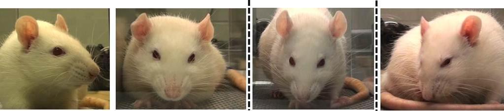 4. Whisker Change Rats in pain have whiskers that have moved from the baseline position and orientation.