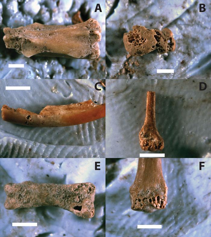 Human Palaeoecology and Owl Roosting in Indonesia Figure 4.