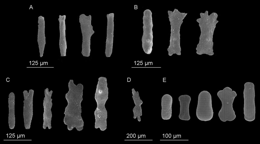 432 NEW SPECIES OF SCLEROBELEMNON FROM BRAZIL Figure 2. Sclerobelemnon castroi sp. nov. MNRJ 8133. Sclerites. A & B. Smooth rods from pseudocalyx. C & D. Smooth and y- shaped rods from rachis. E.