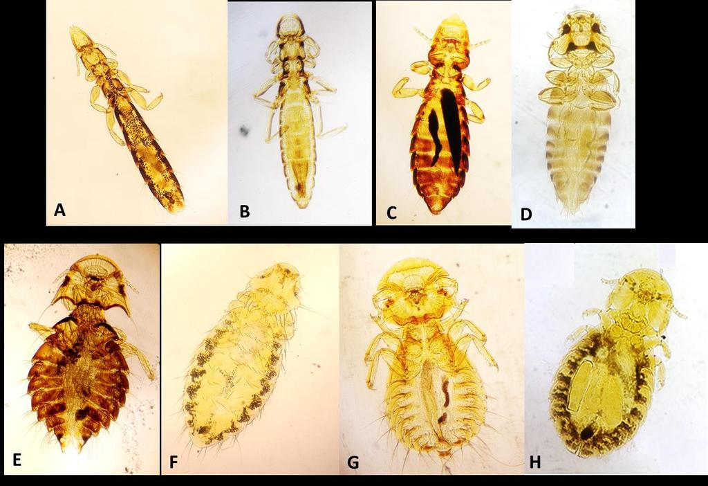 Figure 1. Avian lice collected in Baybay, Leyte, Philippines.