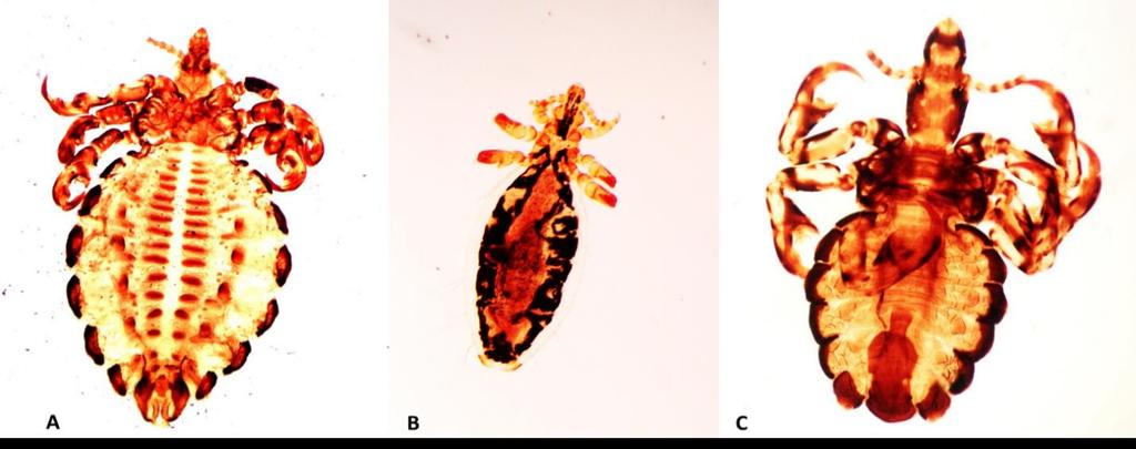 , (D) Menacanthus stramineus, (E) Chelopistes meleagridis, (F) Menopon gallinae, (G) Goniodes dissimilis, (H)