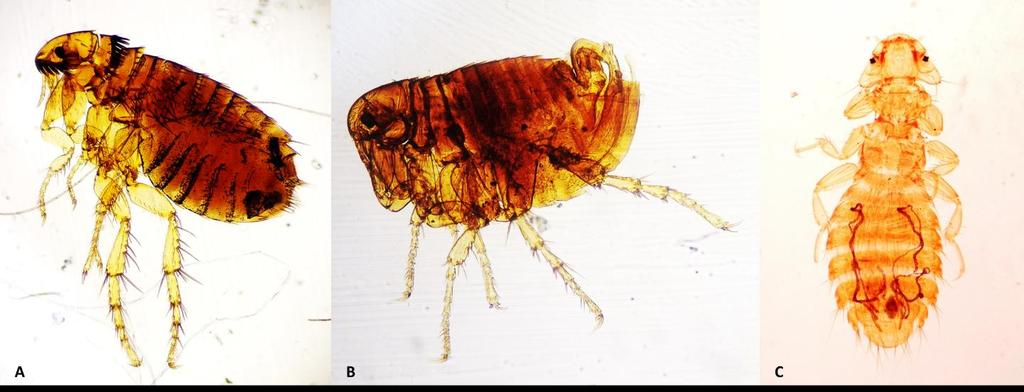 Figure 3. Fleas and lice found in dog and cat. (A) Ctenocephalides felis, (B) Pulex irritans, (C) Heterodoxus spinigera. Magnification: 100x Figure 4.