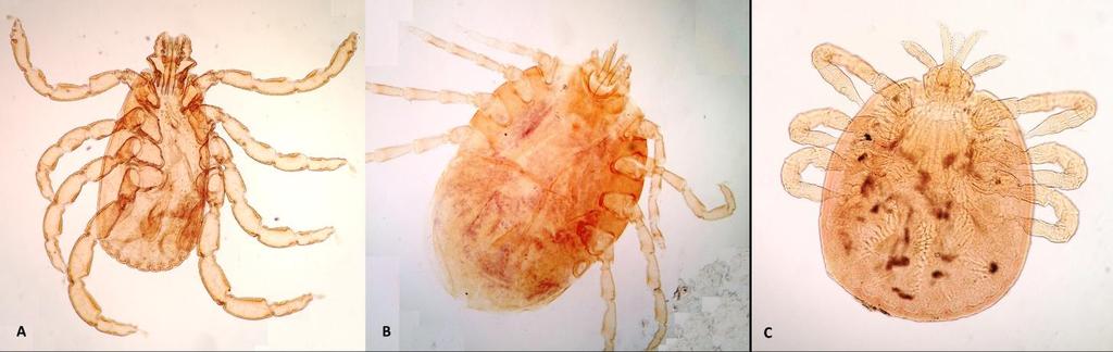 Magnification: 40x DISCUSSION The present list of ectoparasite under the orders Pthiraptera (lice) and Siphonaptera (fleas), and suborder Ixodida (ticks) were identified based on holistic approach,