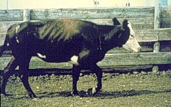 Other cattle in herd (including calves) are carriers This cow has Johne s disease