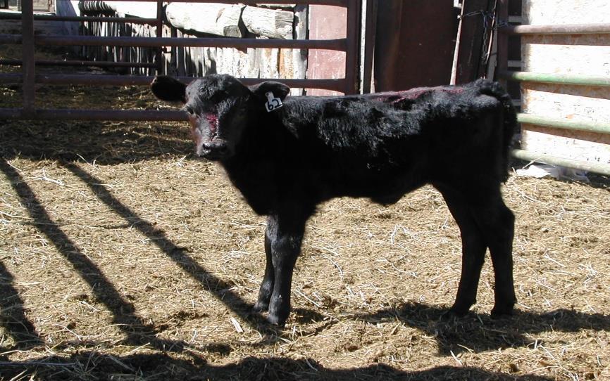 Persistently Infected calf Persistently infected female
