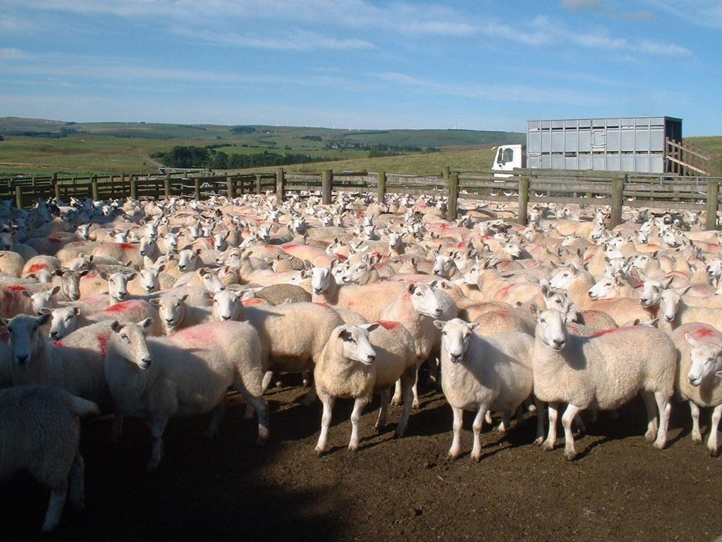 Treatment of ewes pre-tupping Very few adult ewes will have significant burdens or FECs at this time Prolonged advantage to AR