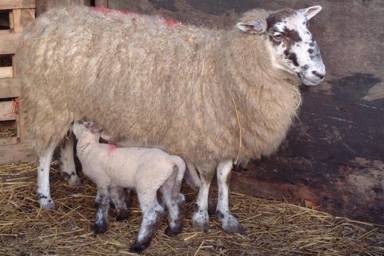 Treatment of ewes at lambing Treatment at this point has less serious AR implications Evidence of advantages for