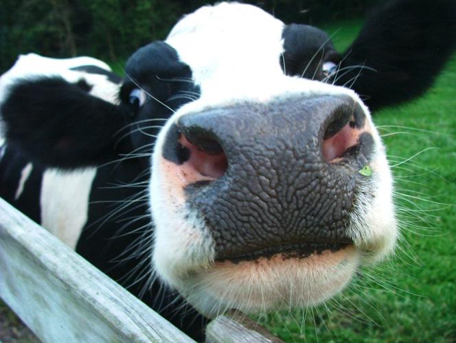 CLINICAL MASTITIS IN COWS