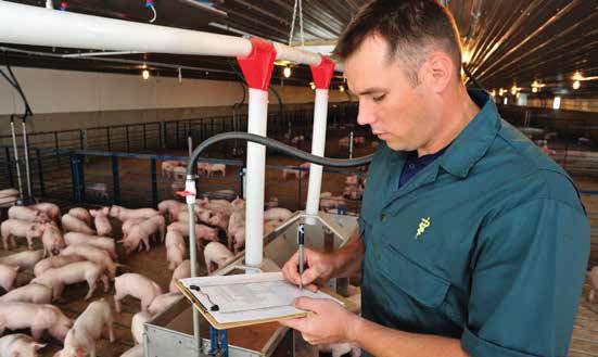INTRODUCTION Producer Role in Worker Safety Responsible pork producers understand that the health and safety of their employees is vital to their community and long-term business development.