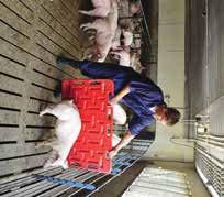 Safe Animal Handling Many accidents and injuries on a pig farm occur when handling animals. Many tasks require people to be in close contact with the pigs.