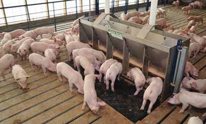 GPP #9 Provide Proper Swine Care to Improve Swine Well-Being. The best way to fully assess the pigs environment and health is to walk the pens daily.