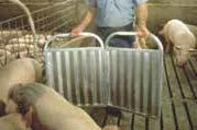Handlers should rely on a sorting board instead of their body to turn or stop large finishing pigs.