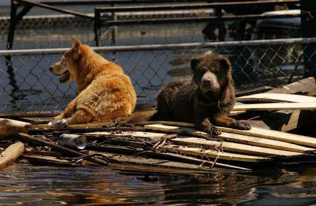 ANIMALS IN DISASTER