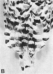 Owls [153 F Gu 1.