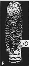 Vo. s, No. 2 lg ng and Sexing $no Owls [155 B C D FIGURE 3. Snowy Owl plumage classes. A, E, First-year female.