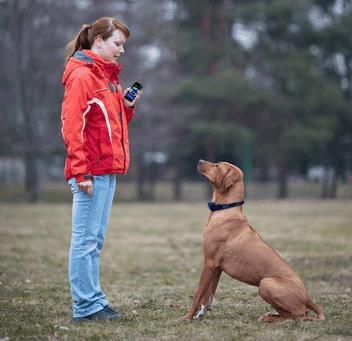 CORRECTIVE STIMULUS Corrective stimulus can be useful, even essential in effective dog training and in most cases, need not be painful to your dog. Electronic Dog Training Collars.