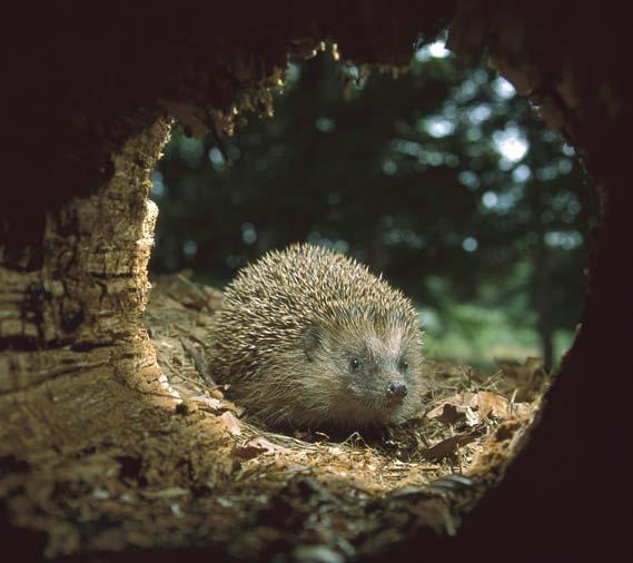 Hedgehogs must gain weight to hibernate. Groundhogs are warm-blooded animals. What Is Hibernating?