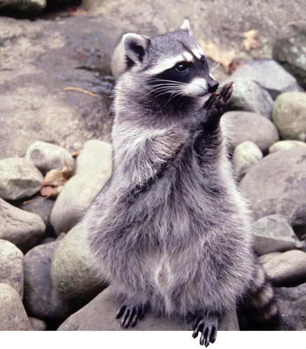 Raccoons collect food. How Do They Stay Alive? Hibernating animals eat lots of food before winter.
