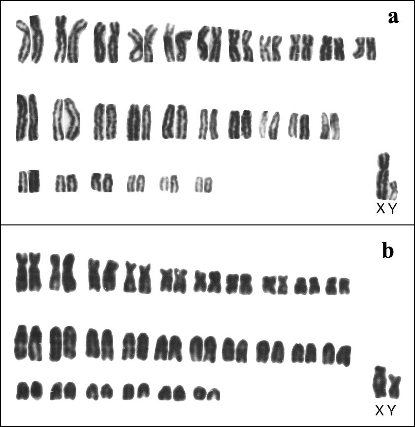 30 JOURNAL OF MAMMALOGY Vol. 81, No. 1 FIG. 10. Karyotypes of a) the holotype of Tapecomys primus and b) a specimen of Phyllotis wolffsohni from Tarija, Bolivia (AMNH 268881).