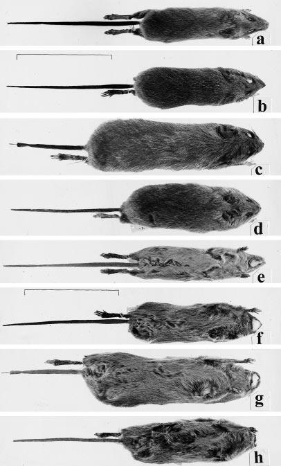 February 2000 ANDERSON AND YATES NEW PHYLLOTINE RODENT 21 related more closely to Andalgalomys and Graomys than to the new genus, which may be the sister group of the Andalgalomys Graomys Salinomys