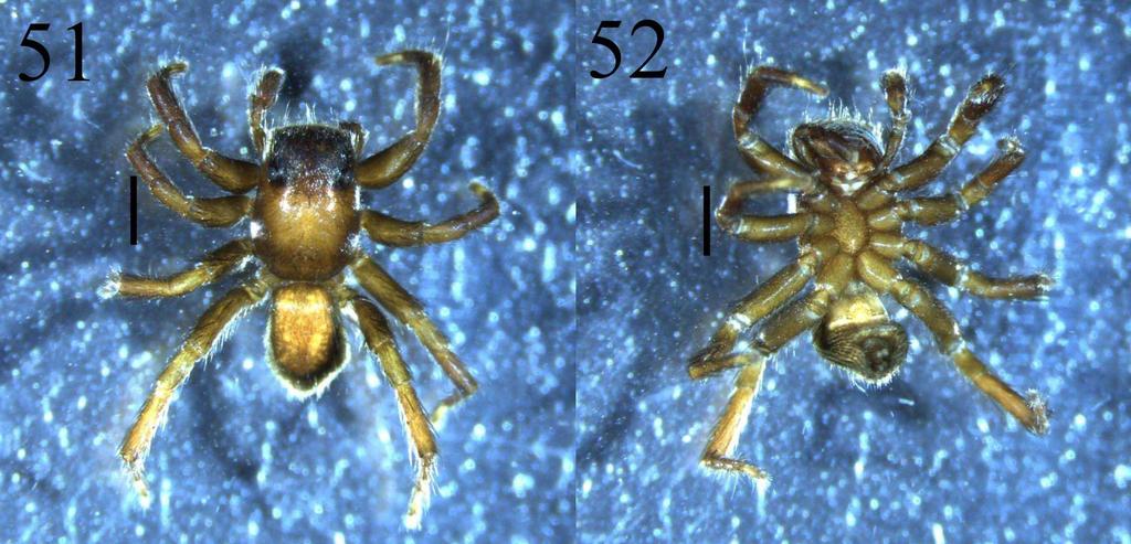 12 Figures 51-52. Male Phlegra prasanna sp.nov. 51, Dorsal view. 52, Ventral view. Scale bars 1 mm. Figures 53-56. Left male palp, Phlegra prasanna sp.nov. 53, Ventral view. 54, Retrolateral view.