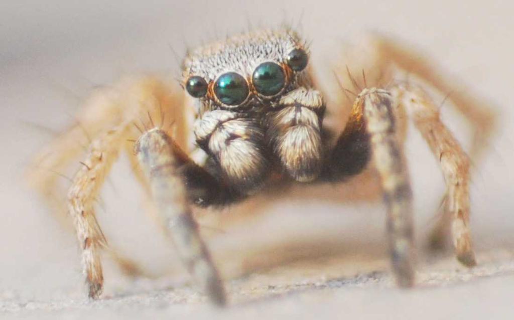 13 Description of male. Cephalothorax with whitish and brownish hairs on the anterior region.