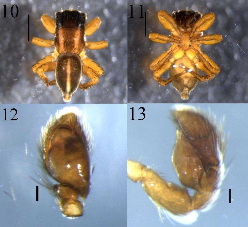 Figures 10-13. Male Langona albolinea sp.nov. 10, Dorsal view. 11, Ventral view. 12, Left male palp, ventral view. 13. Left male palp, retrolateral view.