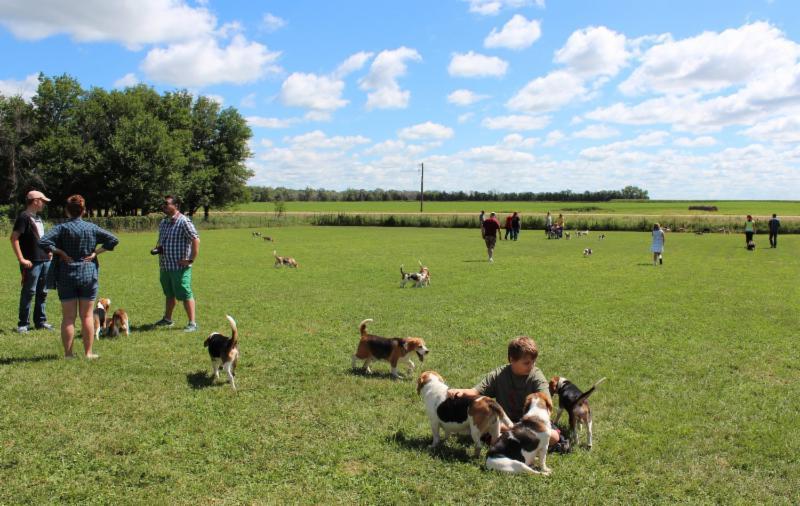 life with a beagle. People on the group also look to each other for advice as they go through the triumphs and challenges of puppy parenthood.