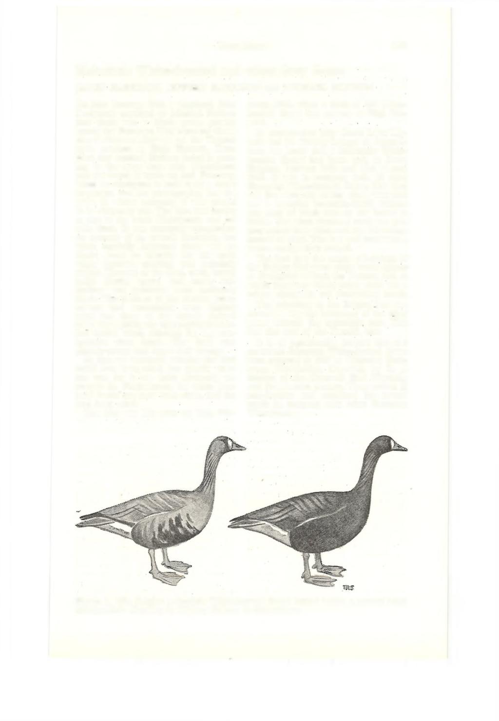 Short Notes 153 Melanislie White-fronted and other Grey Geese JAMES HARRISON, JEFFERY HARRISON and MICHAEL HUDSON On 28th January, 1966, a shepherd, John Dockwrey, reported to Michael Hudson that
