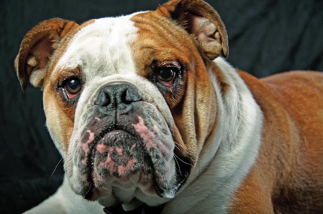 Chapter 1 What Is a Bulldog? 13 in, show him around, and then lead him to the silverware.