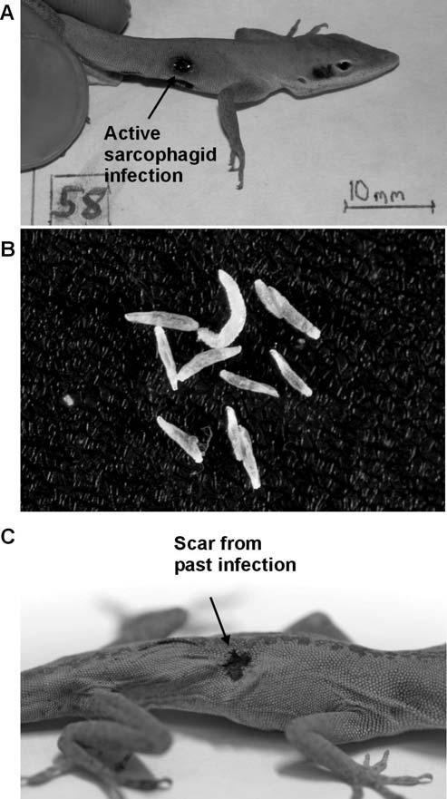 108 SHORTER COMMUNICATIONS FIG. 1. Panel A shows a typical active sarcophagid infection (larvae inside lizard) on an adult male Green Anole as observed during the winter (Table 1).