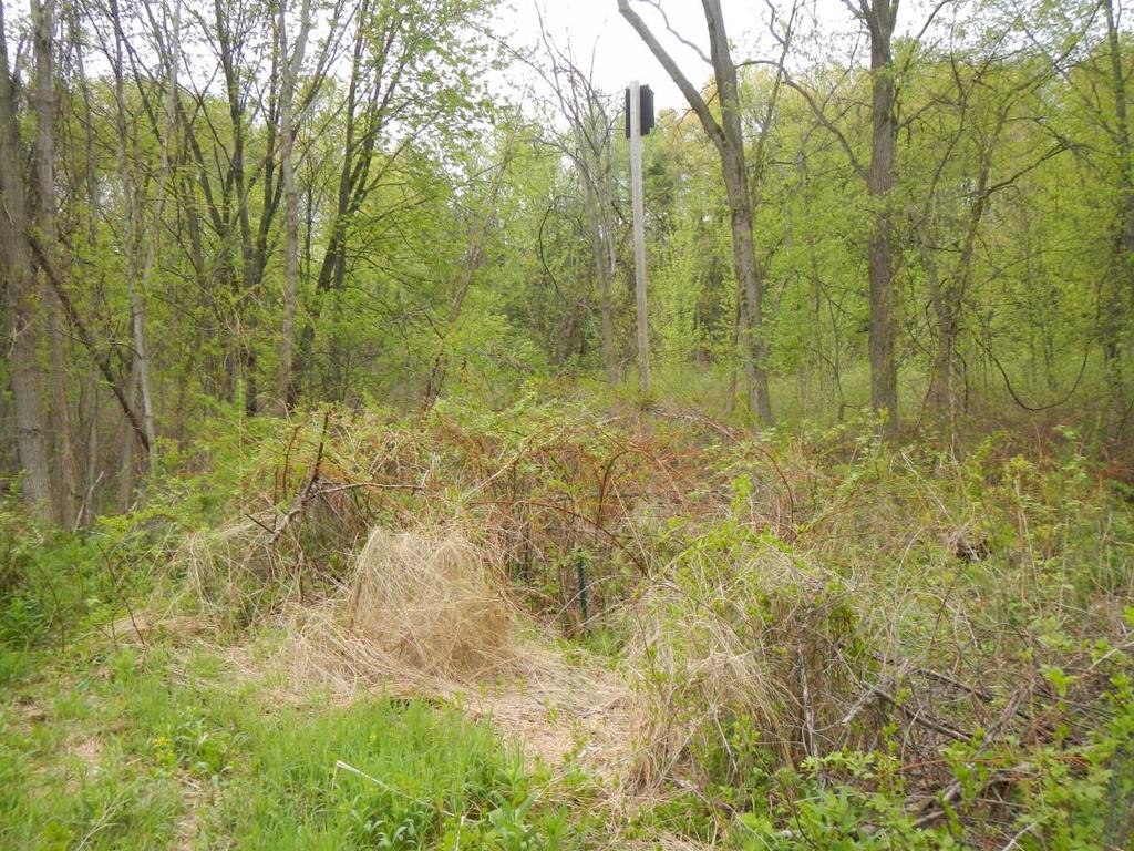 Photo 15. Invasive vegetation observed in spring.