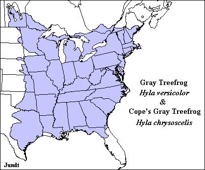 Gray Treefrog (Hyla chrysoscelis and Hyla versicolor) Gray treefrogs