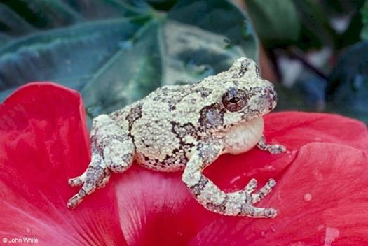 chrysoscelis) are identical in appearance Gray treefrog Coloration